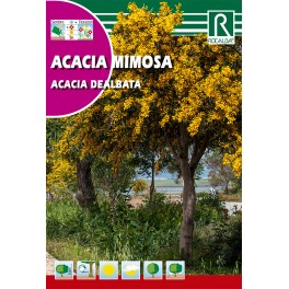 Semilla acacia mimosa
