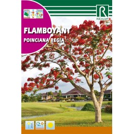 Semilla flamboyant poinciana regia