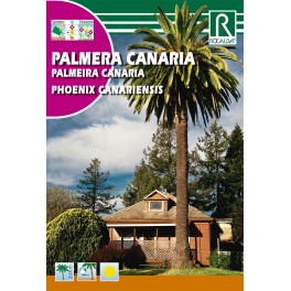 Semilla palmera canaria phoenix canariensis