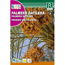 Semilla palmera datilera phoenix dactylifera