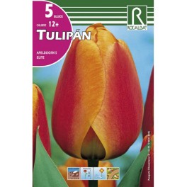 Bulbo de tulipán appeldorn (bolsa litografiada 5 unidades)