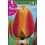 Bulbo de tulipán appeldorn (bolsa litografiada 5 unidades)