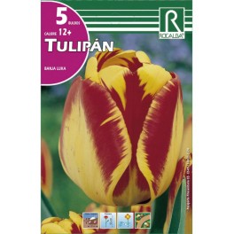 Bulbo de tulipán banja luka (bolsa litografiada 5 unidades)