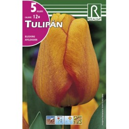 Bulbo de tulipán blushing apeldoorn (bolsa litografiada 5 unidades)
