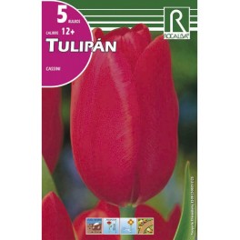 Bulbo de tulipán cassini (bolsa litografiada 5 unidades)