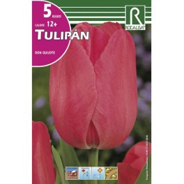 Bulbo de tulipán don quijote (bolsa litografiada 5 unidades)