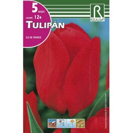 Bulbo de tulipán ile de france (bolsa litografiada 5 unidades)