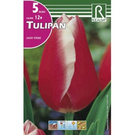 Bulbo de tulipán lucky strike (bolsa litografiada 5 unidades)