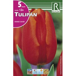 Bulbo de tulipán orange cassini (bolsa litografiada 5 unidades)
