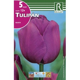 Bulbo de tulipán negrita (color violeta) (bolsa litografiada 5 unidades)