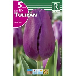 Bulbo de tulipán purple flag (bolsa litografiada 5 unidades)