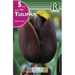 Bulbo de tulipán queen of night (bolsa litografiada 5 unidades)