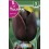 Bulbo de tulipán queen of night (bolsa litografiada 5 unidades)