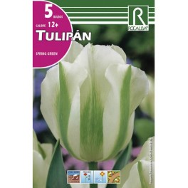 Bulbo de tulipán spring green (bolsa litografiada 5 unidades)