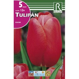 Bulbo de tulipán renow (bolsa litografiada 5 unidades)