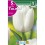Bulbo de tulipán white dream (bolsa litografiada 5 unidades)