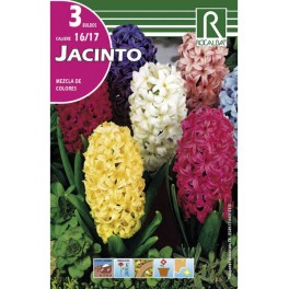 Bulbo de jacinto variado (bolsa litografiada 3 unidades)