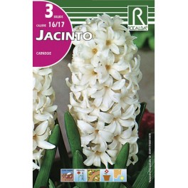 Bulbo de jacinto Carnegi (bolsa litografiada 3 unidades)