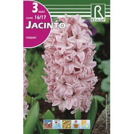 Bulbo de jacinto fndant (bolsa litografiada 3 unidades)