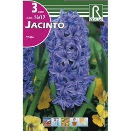 Bulbo de jacinto Ostara (bolsa litografiada 3 unidades)
