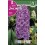 Bulbo de jacinto Splendid cornelia (bolsa litografiada 3 unidades)