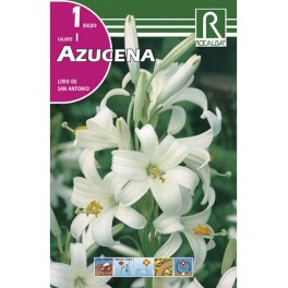 Bulbo de Azucena (bolsa litografiada 1 unidad)