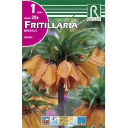 Bulbo de Fritillaria aurora (bolsa litografiada 1 unidad)