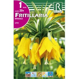 Bulbo de Fritillaria lutea (bolsa litografiada 1 unidad)
