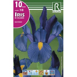 Bulbo de iris de Holanda blue magic (bolsa litografiada 10 unidades)