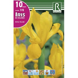 Bulbo de iris de Holanda royal (bolsa litografiada 10 unidades)