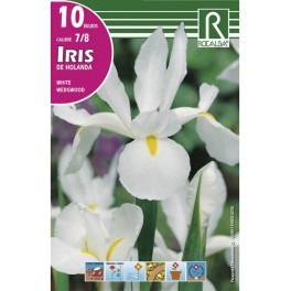 Bulbo de iris de Holanda white wedgwood (bolsa litografiada 10 unidades)