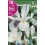 Bulbo de iris de Holanda white wedgwood (bolsa litografiada 10 unidades)