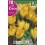 Bulbo de crocus large yellow (bolsa litografiada 10 unidades)