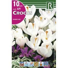 Bulbo de crocus jeanne d'arc (bolsa litografiada 10 unidades)
