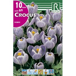 Bulbo de crocus pickwick (bolsa litografiada 10 unidades)