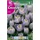 Bulbo de crocus pickwick (bolsa litografiada 10 unidades)