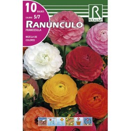 Bulbo de ranunculo o francesilla variado (bolsa litografiada 5 unidades)