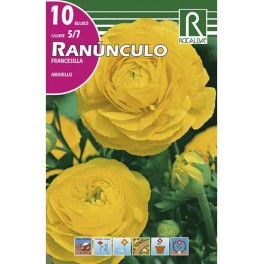 Bulbo de ranunculo o francesilla amarillo (bolsa litografiada 10 unidades)