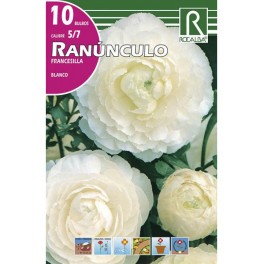 Bulbo de ranunculo o francesilla blanco (bolsa litografiada 10 unidades)