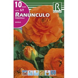 Bulbo de ranunculo o francesilla naranja (bolsa litografiada 10 unidades)
