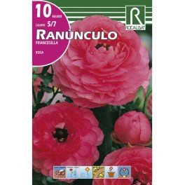 Bulbo de ranunculo o francesilla rosa (bolsa litografiada 10 unidades)