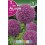 Bulbo de allium giganteum (bolsa litografiada 1 unidad)