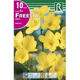 Bulbo de fresia simple amarilla (bolsa litografiada 10 unidades)