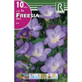 Bulbo de fresia simple azul (bolsa litografiada 10 unidades)