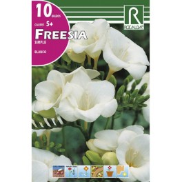 Bulbo de fresia simple blanca (bolsa litografiada 10 unidades)