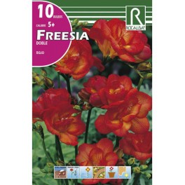 Bulbo de fresia doble rojo (bolsa litografiada 10 unidades)