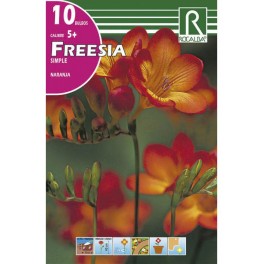 Bulbo de fresia simple naranja (bolsa litografiada 10 unidades)
