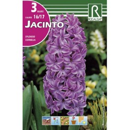 Bulbo de jacinto Splendid cornelia (bolsa litografiada 3 unidades)