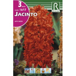 Bulbo de jacinto Gipsy queen (bolsa litografiada 3 unidades)