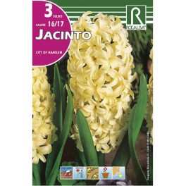 Bulbo de jacinto City of haarlem (bolsa litografiada 3 unidades)